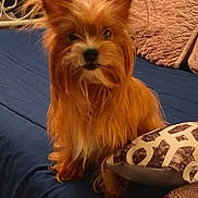 Sassy is registered to the contest to win money with this photo: dog, pet, long_hair, brown_fur, bed, pillow, indoor, furniture, cozy, cute, animal, portrait, looking, ears_up, fur, small_dog, cushion, resting, house, domestic