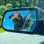 dog, side_mirror, car, window, outdoor, sky, trees, reflection, road, pet, canine, happy, travel, nature, sunny, daytime, animal, vehicle, blue_sky, greenery