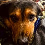 Bear joined the competition — help win amazing prizes! dog, close_up, resting, blanket, fur, brown, black, eyes, face, snout, cozy, indoor, warm_lighting, texture, portrait, animal, pet, soft, comfort, relaxation