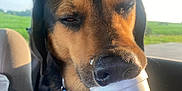 Bear joined the competition — help win amazing prizes! animal, canine, car_interior, closeup, collar, dog, face, foam_cup, greenery, hand, mouth, nose, person, pet, relaxed, roadtrip, sunlight, tag, travel, window