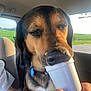 animal, canine, car_interior, closeup, collar, dog, face, foam_cup, greenery, hand, mouth, nose, person, pet, relaxed, roadtrip, sunlight, tag, travel, window