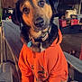dog, hoodie, orange_clothing, indoor, chair, pet, canine, looking_at_camera, head_tilt, collar, tag, brown_fur, black_fur, sitting, face, cute, domestic_animal, expression, clothing, casual