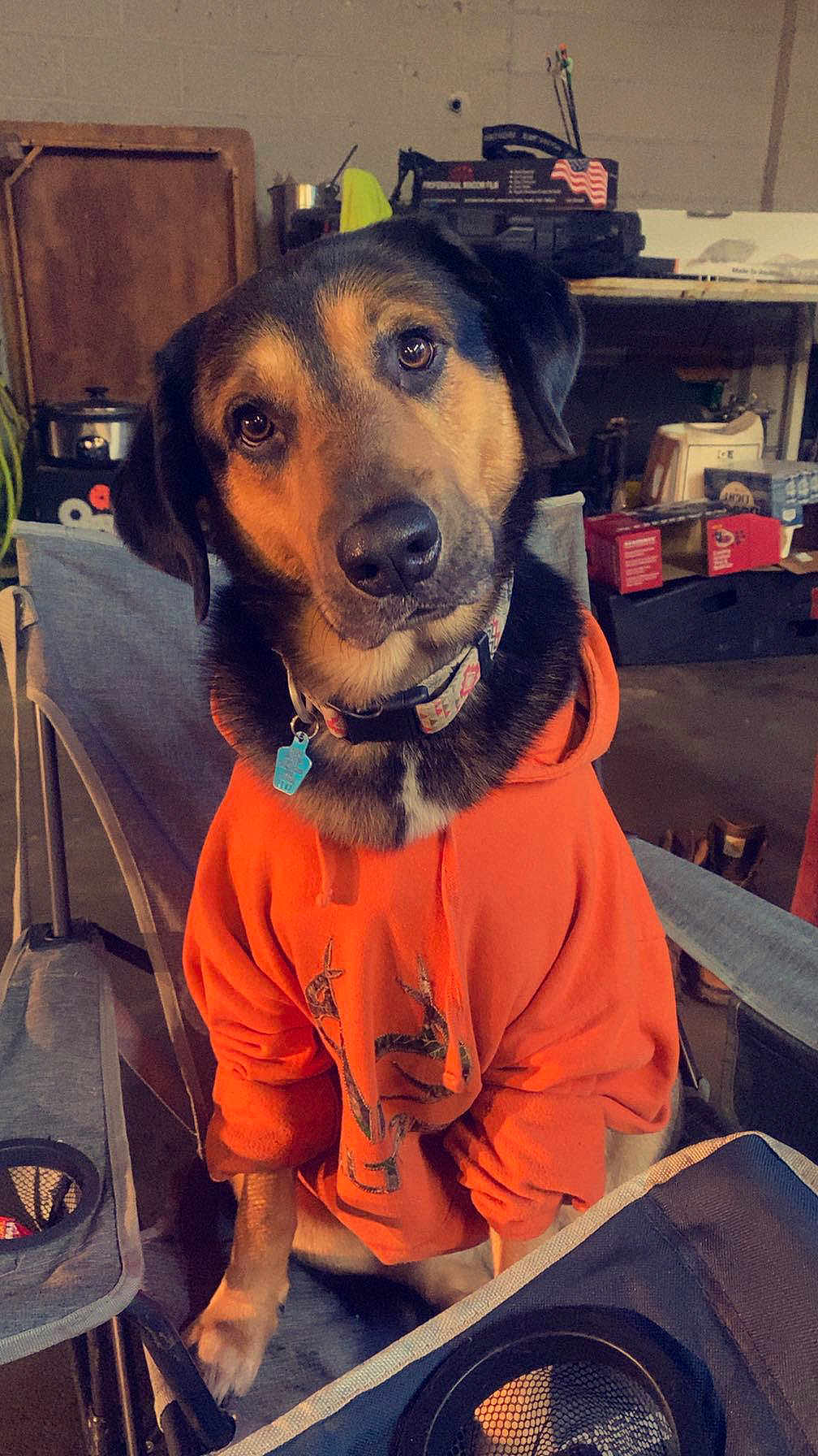 Bear