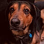 Bear is registered to the contest to win money with this photo: dog, close_up, pet, animal, brown_eyes, black_nose, collar, tag, indoor, portrait, fur, muzzle, expression, canine, looking_up, blurry_background, warm_lighting, sitting, domestic_animal, cute