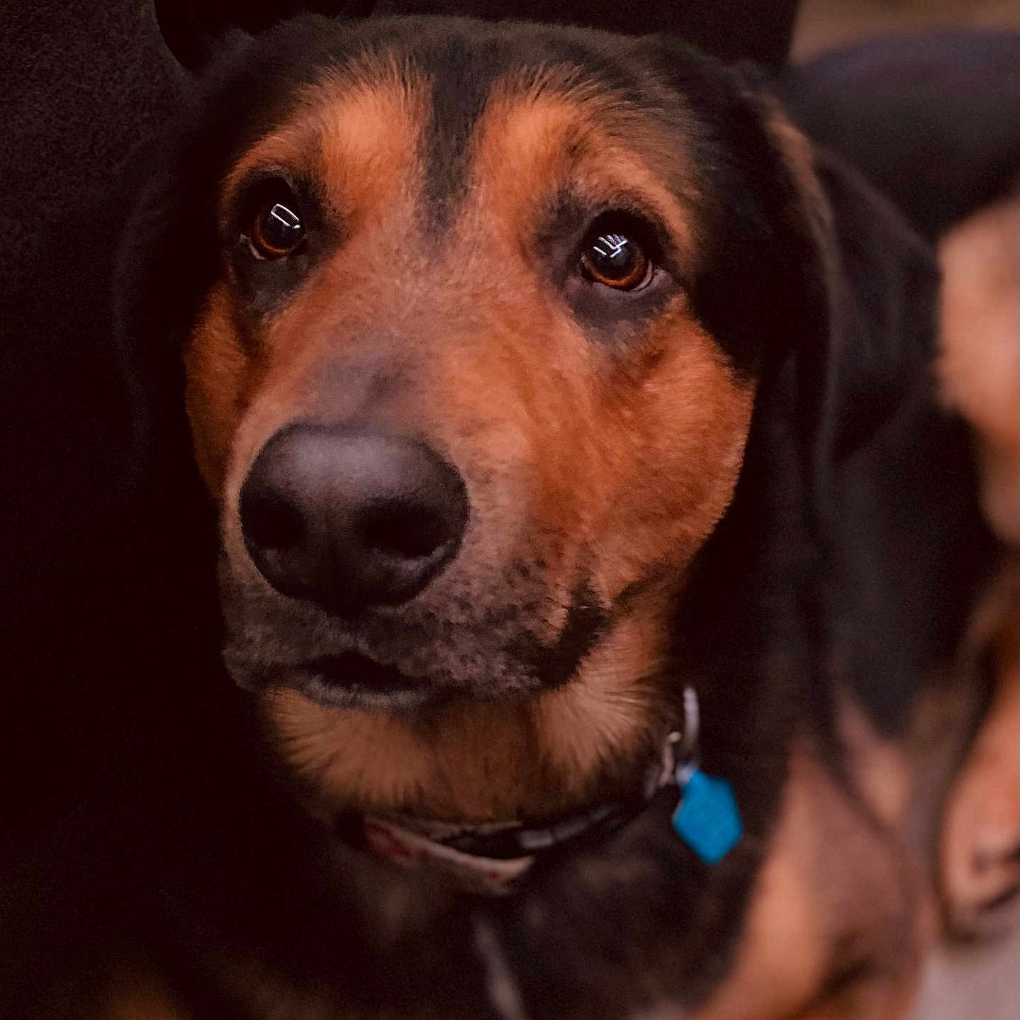 Bear is registered to the contest to win money with this photo: animal, black_nose, blurry_background, brown_eyes, canine, close_up, collar, cute, dog, domestic_animal, expression, fur, indoor, looking_up, muzzle, pet, portrait, sitting, tag, warm_lighting