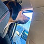 Bear is registered to the contest to win money with this photo: animal, canine, car, companion, curious, daylight, dog, interior, looking_out, parked_car, pet, profile, reflection, road_trip, seat, seatbelt, side_view, travel, vehicle, window