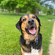 Bear is registered to the contest to win money with this photo: dog, outdoor, grass, happy, panting, canine, pet, collar, tag, nature, summer, animal, mammal, friendly, sitting, black, brown, tan, white, closeup