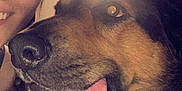 Bear is registered to the contest to win money with this photo: dog, person, face, tongue, smile, lamp, water_bottle, indoor, closeup, collar, fur, happy, pet, animal, portrait, light, human, nose, brown, black