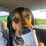 animal, black, brown, car, closeup, collar, cup, dog, greenery, human_hand, interior, licking, nose, pet, portrait, seat, sunlight, tag, white, window