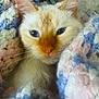 blanket, blue, cat, close_up, cozy, cream_fur, crochet_blanket, ears, eyes, feline, fur, indoor, orange_nose, pet, pink, portrait, relaxed, snug, soft_texture, whiskers