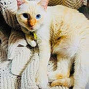 Sundance joined the competition — help win amazing prizes! blanket, blue_eyes, cat, close_up, collar, cozy, cream_fur, feline, fur_texture, home, indoor, knit_blanket, looking_at_camera, lounging, paws, pet, portrait, whiskers, white_fur, yellow_tag