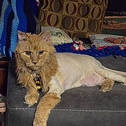 Tigger joined the competition — help win amazing prizes! animal, batman_tag, blanket, cat, collar, cozy, cute, feline, fur, home, indoor, knitted_blanket, orange_cat, ottoman, patterned_pillow, pet, pillow, relaxed, resting, shaved_cat