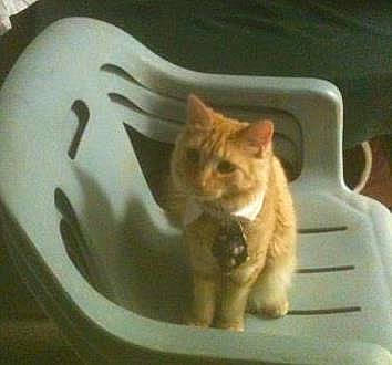 Tigger joined the competition — help win amazing prizes! carnivore, cat, cat_supply, circle, comfort, domestic_short_haired_cat, fawn, felidae, fur, paw, small_to_medium_sized_cats, snout, tail, terrestrial_animal, whiskers, windshield, wood