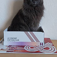 Ruby a rejoint le concours — aidez-le/la à gagner de superbes lots ! cat, gray_cat, fluffy_fur, box, cardboard_box, table, wooden_table, painting, framed_painting, wall, indoor, pet, animal, yellow_eyes, sitting, looking, cozy, home, domestic, calm