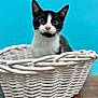 Mr. Biscuit is registered to the contest to win money with this photo: cat, black_and_white_cat, wicker_basket, blue_background, pet, animal, feline, cute, curious, indoor, closeup, portrait, whiskers, ears, pink_nose, sitting, furniture, wooden_surface, domestic_animal, basket