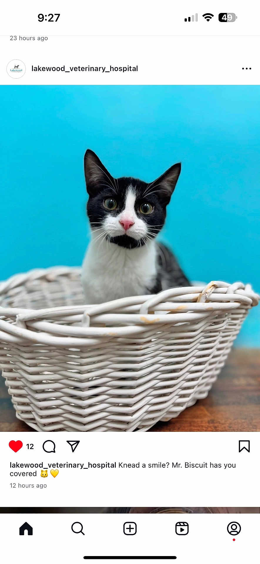 Mr. Biscuit is registered to the contest to win money with this photo: cat, black_and_white_cat, wicker_basket, blue_background, pet, animal, feline, cute, curious, indoor, closeup, portrait, whiskers, ears, pink_nose, sitting, furniture, wooden_surface, domestic_animal, basket