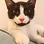 Mr. Biscuit joined the competition — help win amazing prizes! cat, black_and_white, close_up, paw, pink_nose, curious_eyes, resting, soft_surface, indoor, pet, animal, feline, whiskers, ears, cute, fur, portrait, looking, calm, inquisitive