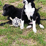 Athéna participe au concours pour gagner de l'argent avec cette photo : puppies, dogs, grass, outdoor, black_and_white, soccer_ball, playful, pets, animal, cute, sitting, young, nature, companions, fur, canine, daylight, relaxed, friends, toy