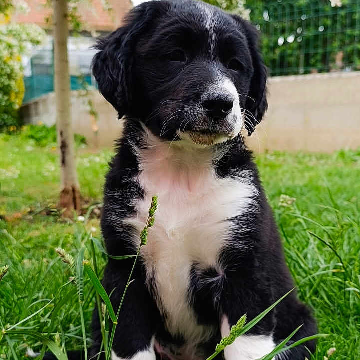 Athéna participe au concours pour gagner de l'argent avec cette photo : adorable, animal, background, black_and_white, canine, cute, daylight, dog, fur, garden, grass, greenery, nature, outdoor, pet, portrait, puppy, sitting, tree, young