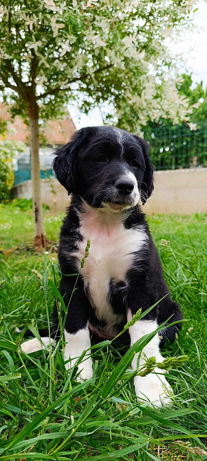 Athéna participe au concours pour gagner de l'argent avec cette photo : puppy, dog, black_and_white, grass, outdoor, nature, tree, garden, cute, young, pet, animal, fur, sitting, greenery, daylight, portrait, adorable, canine, background