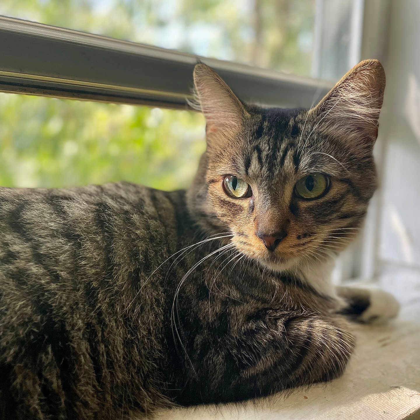 Bean is registered to the contest to win money with this photo: abyssinian, animal, cat, egyptiancat, kitten, manx, pet, window, windowsill