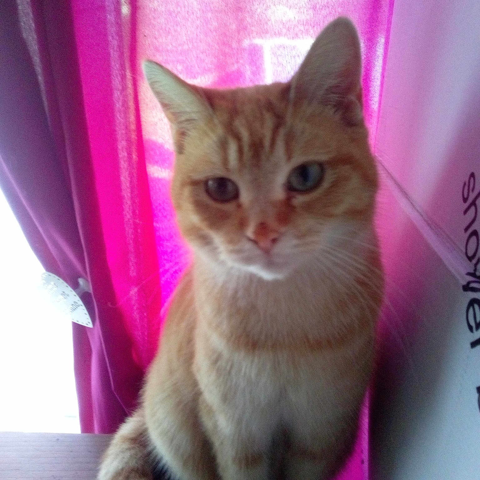 Sophie