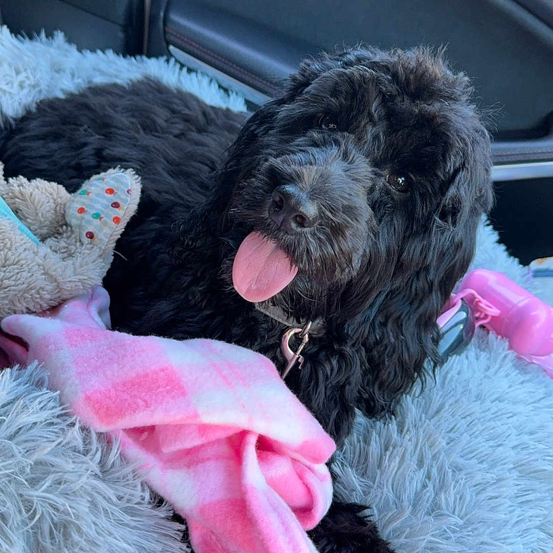 Lola joined the competition — help win amazing prizes! animal, blanket, bodypart, canine, couch, cushion, dog, face, furniture, head, homedecor, mouth, person, pet, photography, poodle, portrait, puppy, tongue, transportation