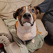 Simba is registered to the contest to win money with this photo: dog, pet, animal, brown_and_white, face, ears, eyes, nose, whiskers, blanket, armchair, furniture, carpet, indoors, looking_up, cute, mammal, domestic_animal, canine, cozy