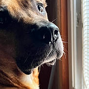 Nala is registered to the contest to win money with this photo: dog, close_up, portrait, looking_out_window, window, natural_light, fur, brown, black_nose, whiskers, ears, indoor, pet, animal, side_view, expression, contemplative, soft_light, shadow, detail