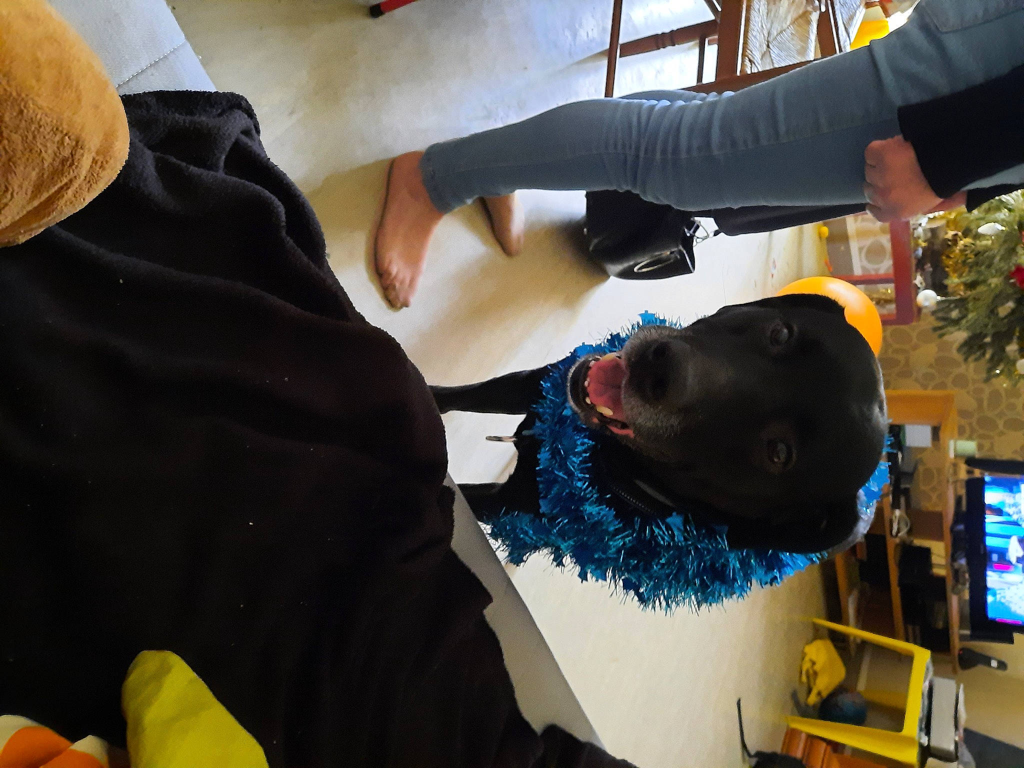 Mouky participe au concours pour gagner de l'argent avec cette photo : black, dog, elbow, electric_blue, event, fun, hat, human_leg, knee, leisure, plant, recreation, room, sportswear, t_shirt, thigh, wrist, yellow