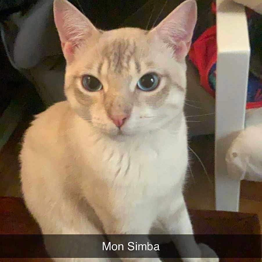 Simba