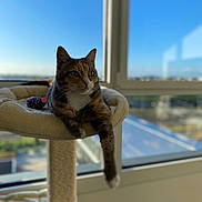 Fidji participe au concours pour gagner de l'argent avec cette photo : cat, calico_cat, cat_tree, window, sky, sunlight, indoor, pet, relaxed, feline, perch, paw, animal, domestic_animal, house, daylight, background, urban, resting, looking_away