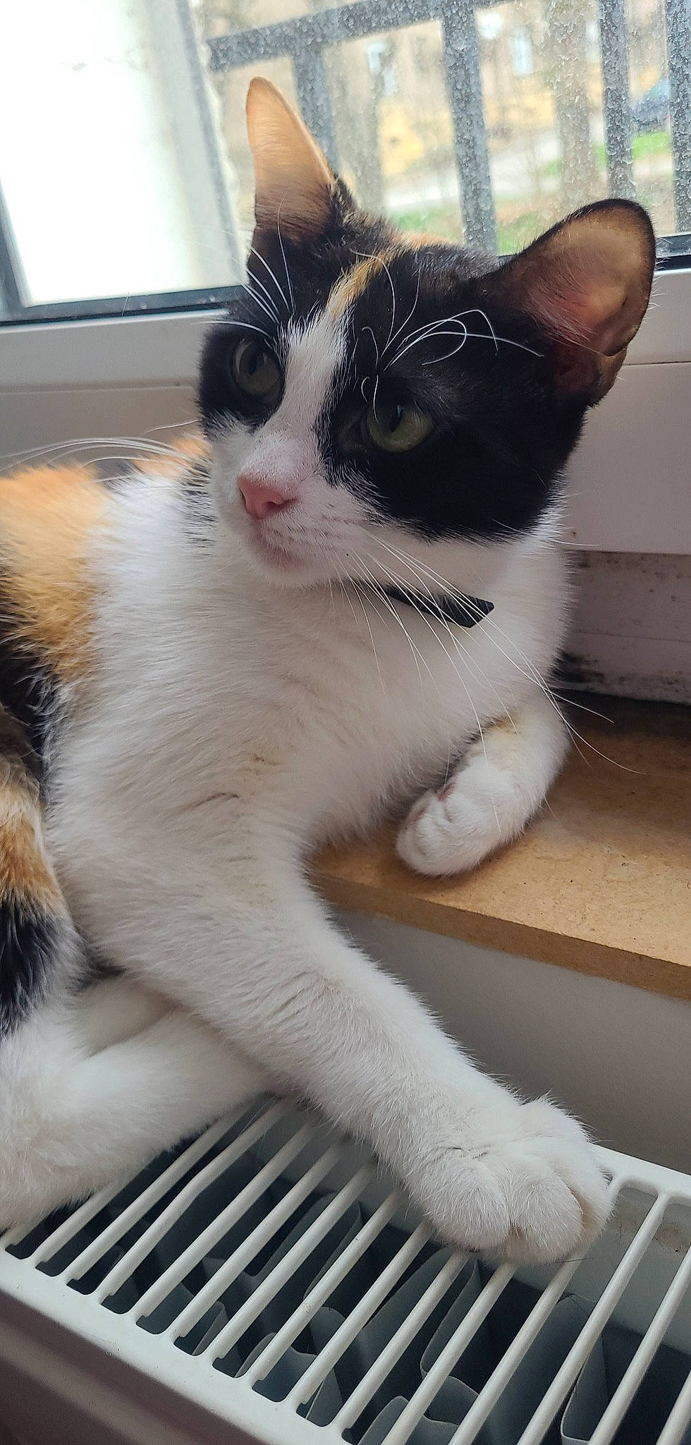 Minou a rejoint le concours — aidez-le/la à gagner de superbes lots ! carnivore, cat, claw, comfort, domestic_short_haired_cat, eye, fawn, felidae, flooring, foot, fur, hair, head, paw, small_to_medium_sized_cats, snout, tail, terrestrial_animal, whiskers, window