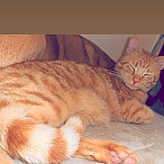 Cacahouète a rejoint le concours — aidez-le/la à gagner de superbes lots ! cat, orange_tabby, sleeping, fluffy_tail, paw, feline, pet, indoor, close_up, relaxed, cute, animal, mammal, whiskers, fur, resting, cozy, soft_surface, domestic_cat, eyes_closed