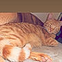 animal, cat, close_up, cozy, cute, domestic_cat, eyes_closed, feline, fluffy_tail, fur, indoor, mammal, orange_tabby, paw, pet, relaxed, resting, sleeping, soft_surface, whiskers