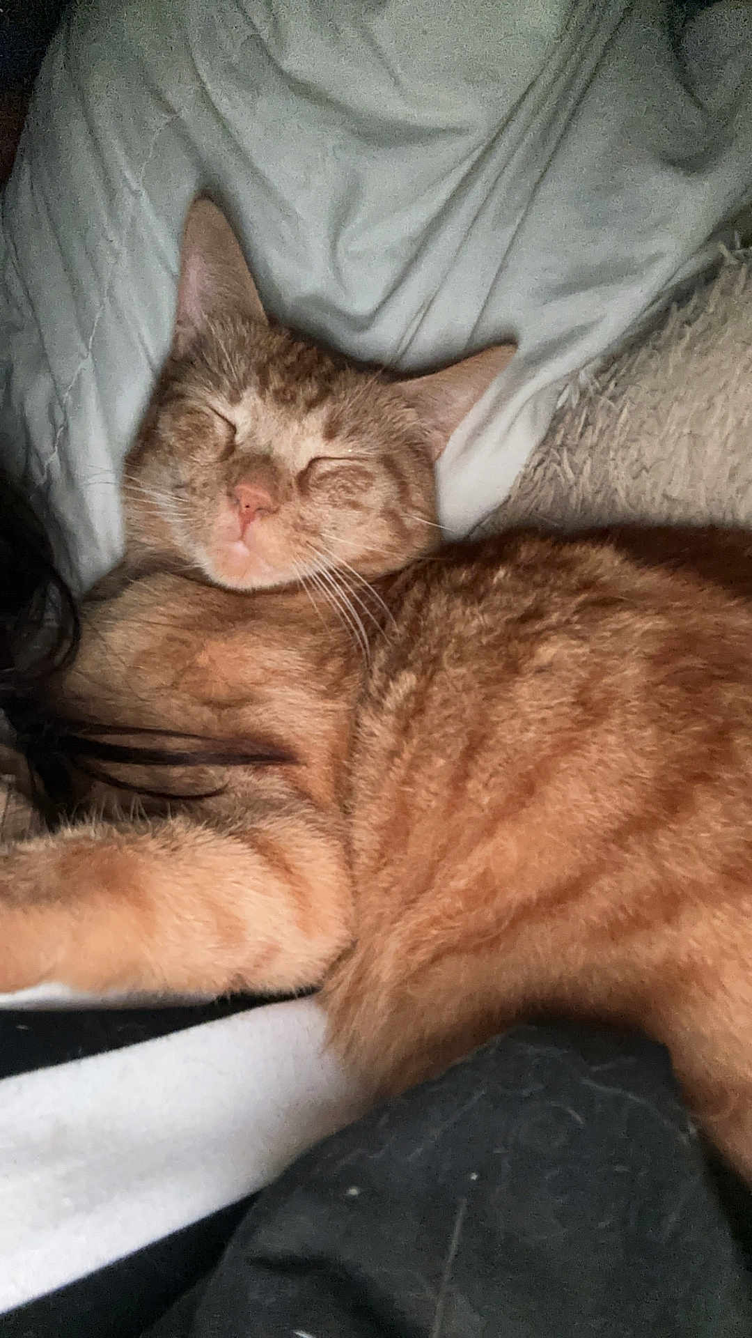 Cacahouète a rejoint le concours — aidez-le/la à gagner de superbes lots ! cat, orange_tabby, sleeping, cozy, pet, fur, whiskers, indoor, blanket, relaxed, cute, animal, feline, resting, soft, close_up, comfort, domestic, nap, striped