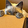 animal, box, cardboard_box, cat, claws, close_up, curious, cute, eyes, feline, fur, hiding, indoor, paws, peek, pet, playful, soft, texture, whiskers