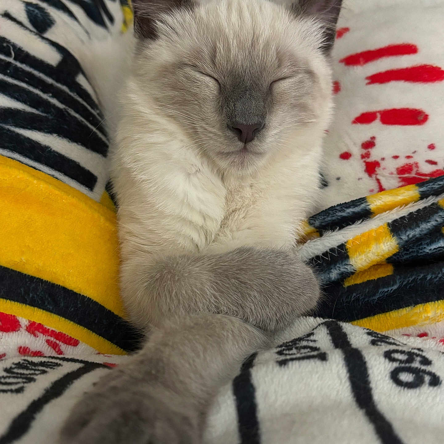 Ukko-Pekka joined the competition — help win amazing prizes! animal, blanket, cat, closeup, comfort, cozy, cute, domestic_animal, feline, gray_fur, indoor, nap, patterned, paws, peaceful, pet, relaxed, resting, sleeping, soft
