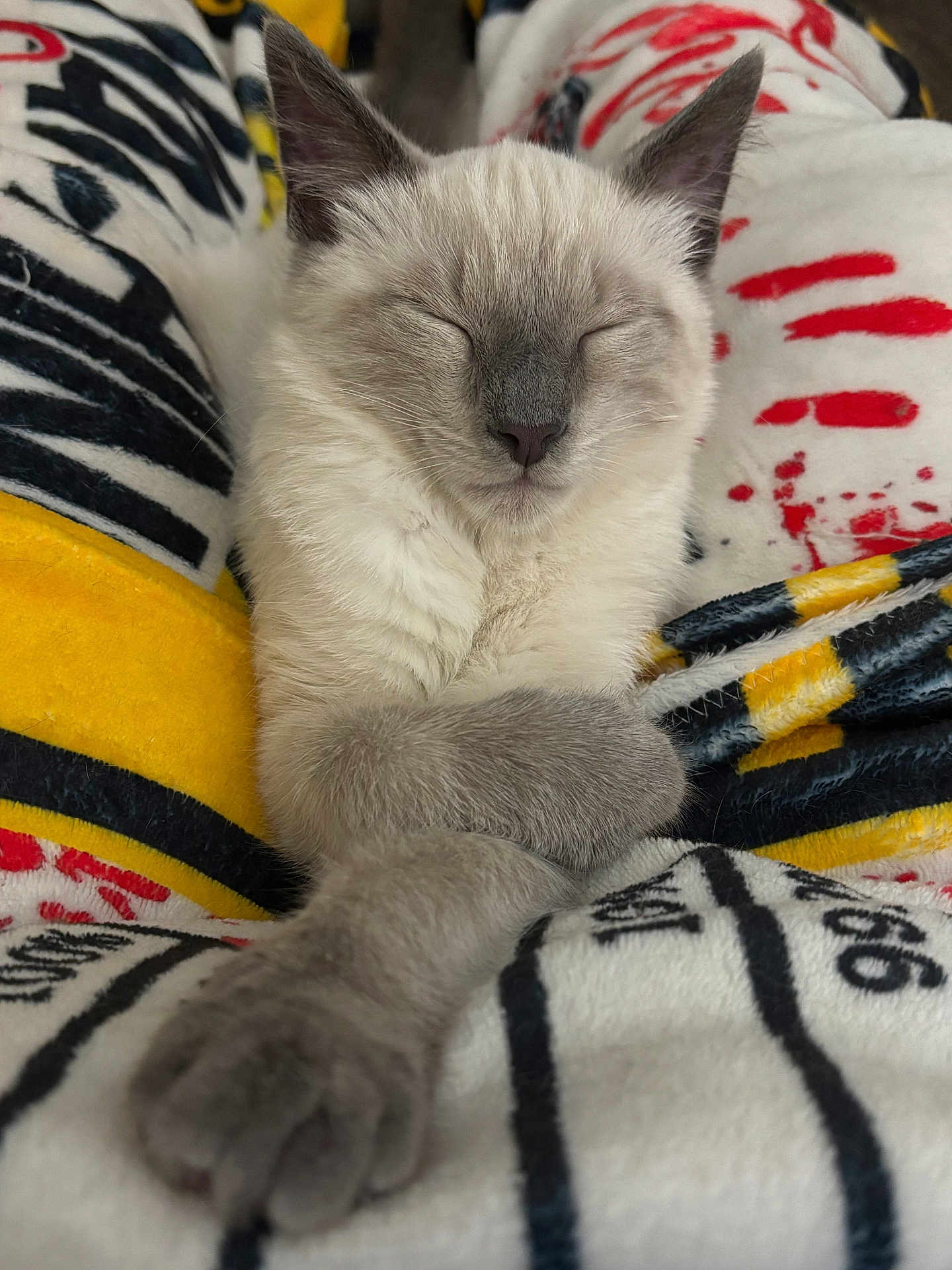 Ukko-Pekka joined the competition — help win amazing prizes! cat, sleeping, gray_fur, paws, blanket, cozy, relaxed, pet, animal, indoor, cute, feline, resting, soft, closeup, comfort, domestic_animal, nap, peaceful, patterned