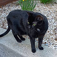 Morgan joined the competition — help win amazing prizes! black_cat, cat, green_eyes, animal, pet, feline, standing, outdoor, garden, daffodils, flowers, gravel, concrete, pavement, whiskers, ears, tail, fur, portrait, spring