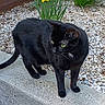 black_cat, cat, green_eyes, animal, pet, feline, standing, outdoor, garden, daffodils, flowers, gravel, concrete, pavement, whiskers, ears, tail, fur, portrait, spring