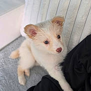 Baïa a rejoint le concours — aidez-le/la à gagner de superbes lots ! puppy, dog, pet, fluffy, cute, ears, fur, eyes, indoor, blanket, soft, texture, resting, looking_up, curious, animal, companionship, young, adorable, cozy