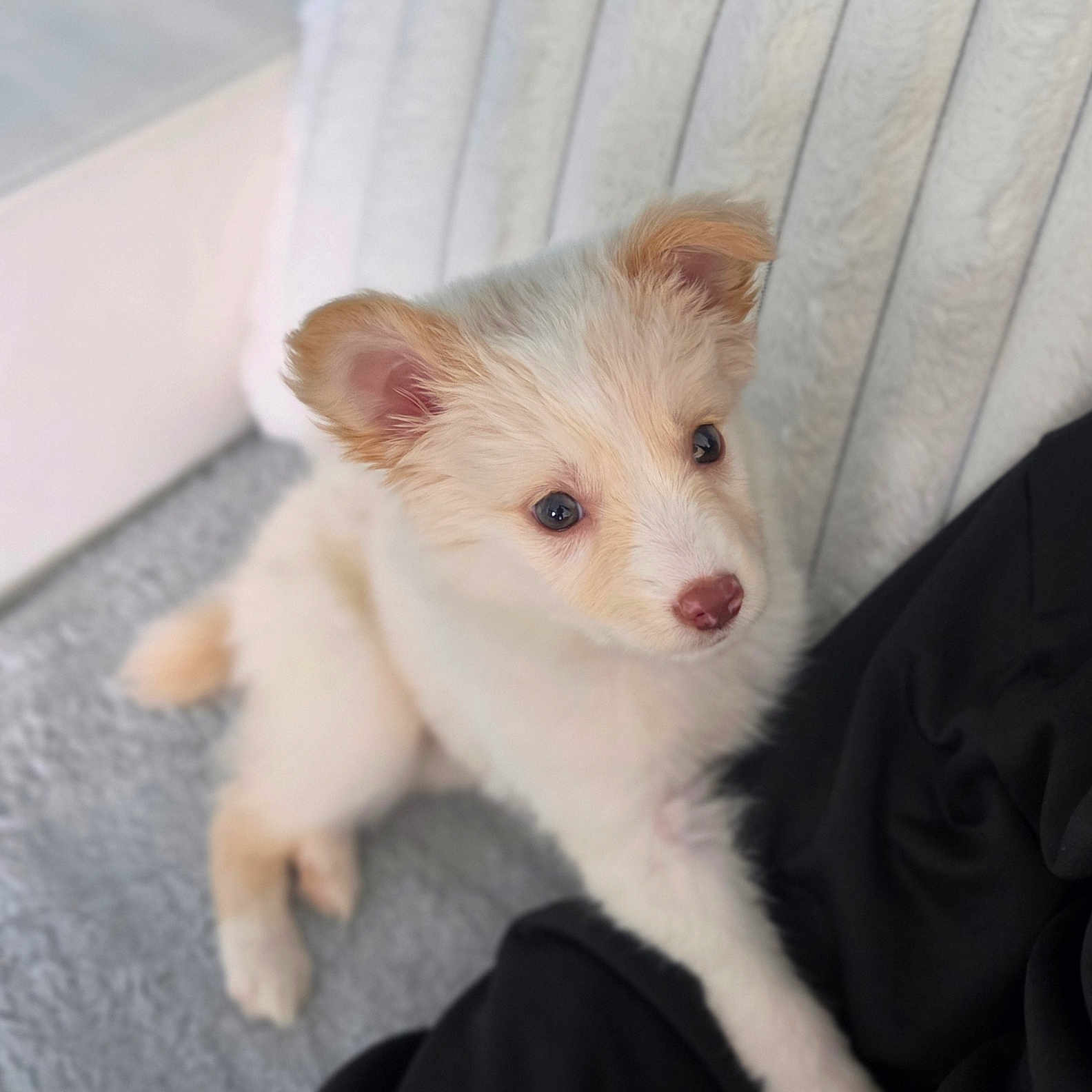 Baïa a rejoint le concours — aidez-le/la à gagner de superbes lots ! puppy, dog, pet, fluffy, cute, ears, fur, eyes, indoor, blanket, soft, texture, resting, looking_up, curious, animal, companionship, young, adorable, cozy