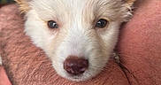 Baïa participe au concours pour gagner de l'argent avec cette photo : animal, arm, caring, close_up, cute, dog, domestic_animal, ears, expression, face, fur, holding, human, indoor, person, pet, puppy, snout, soft, young