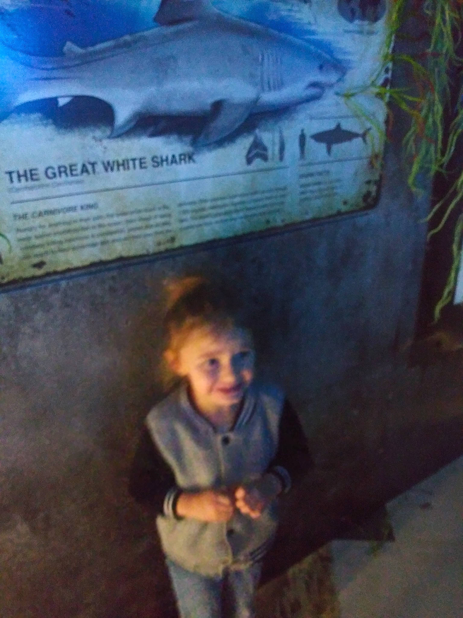 Hanna is registered to the contest to win money with this photo: adaptation, aquarium, child, fish, joy, person, tree, vacation, world