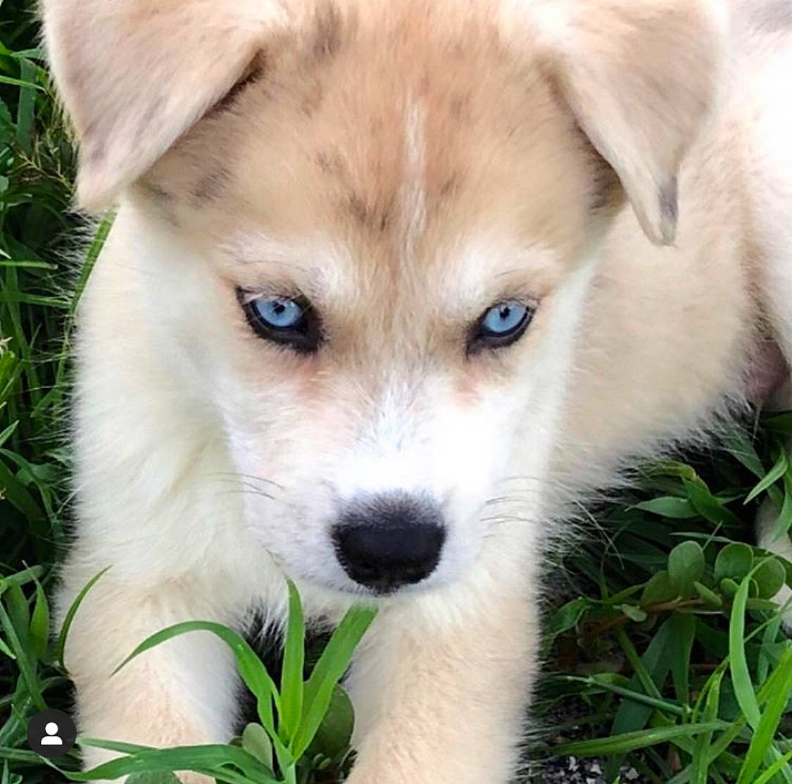 Jojo joined the competition — help win amazing prizes! canidae, carnivore, collar, companion_dog, dog, dog_breed, fawn, fur, grass, non_sporting_group, plant, puppy, snout, sporting_group, tail, terrestrial_animal, whiskers, wildlife, working_animal, working_dog