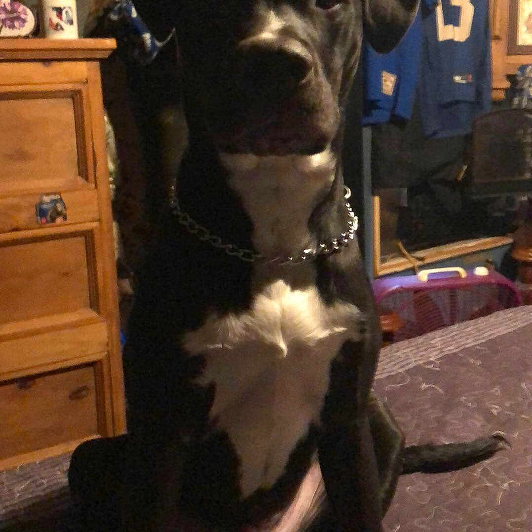 Bandit joined the competition — help win amazing prizes! animal, bed, boxer, bulldog, cabinet, canine, dog, drawer, dresser, furniture, greatdane, hound, indoors, labradorretriever, pet, plywood, pointer, puppy, sideboard, wood