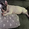 french_bulldog, puppy, dog, sleeping, couch, blanket, heart_pattern, resting, pet, indoor, cozy, cute, animal, fur, ears, paw, relaxing, domestic_animal, companion, snuggle