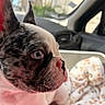 animal, blanket, blue_eyes, car_interior, close_up, cute, daylight, dog, ears, french_bulldog, fur, indoor, nose, paw_prints, pet, portrait, puppy, side_view, whiskers, window