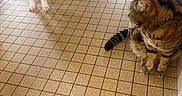 Brahma a rejoint le concours — aidez-le/la à gagner de superbes lots ! animal, cat, collar, companion, curious, dog, domestic, flooring, food_bowl, french_bulldog, indoor, kitchen, looking, pet, pet_bowl, pink_mat, playful, puppy, tabby_cat, tile_floor